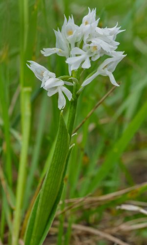 Esemplare albiflora Reg. LIGURIA Prov. Savona 02-05-2010
