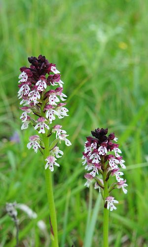 Reg. ABRUZZO Prov. Chieti 03-06-2016