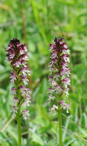 Reg. ABRUZZO Prov. L'AQUILA 29-05-2018