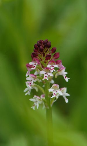 Reg. VENETO Prov. Treviso 11-05-2019