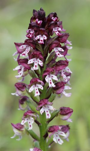 Reg. VENETO Prov. Verona 11-08-2024