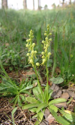 Esemplari albiflora Reg. PUGLIA Prov. Bari 12-04-2008