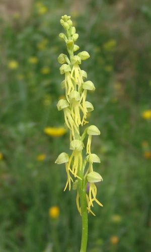Esemplare albiflora Reg. PUGLIA Prov. Bari 12-04-2008