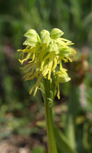 Esemplare albiflora Reg. PUGLIA Prov. Bari 09-04-2009