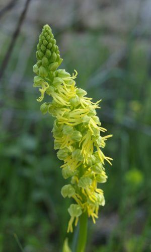 Esemplare albiflora Reg. PUGLIA Prov. Bari 09-04-2009
