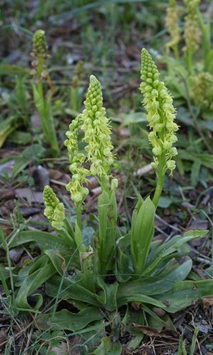 Esemplari albiflora Reg. PUGLIA Prov. Bari 09-04-2009