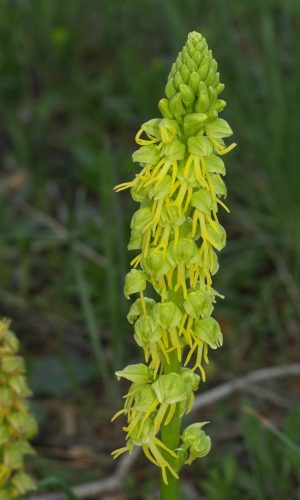 Esemplare albiflora Reg. PUGLIA Prov. Bari 09-04-2009