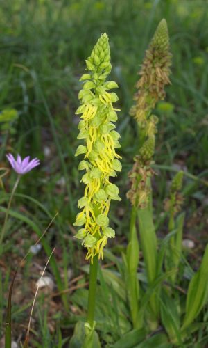 Esemplare albiflora Reg. PUGLIA Prov. Bari 09-04-2009