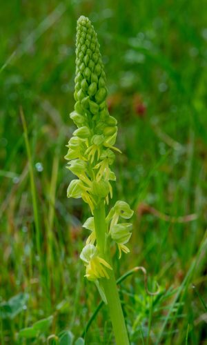 Esemplare albiflora Reg. LIGURIA Prov. Savona 01-05-2021