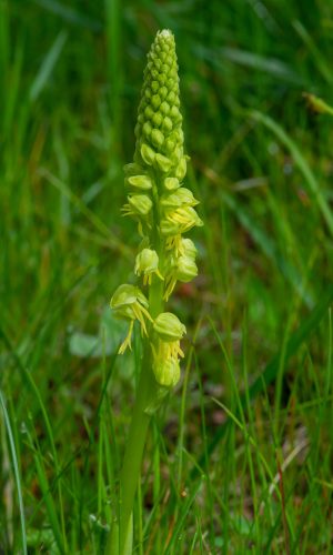 Esemplare albiflora Reg LIGURIA Prov. Savona 01-05-2021