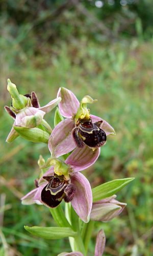 Reg. SICILIA Prov. Ragusa 22-04-2013