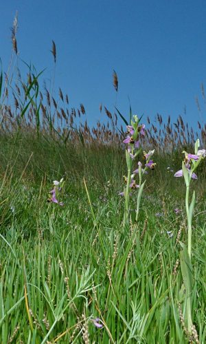 Reg. SARDEGNA Prov. Oristano 23-04-2014