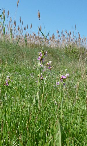 Reg. SARDEGNA Prov. Oristano 23-04-2014