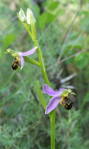 Reg. VENETO Prov. Vicenza 14-05-2014