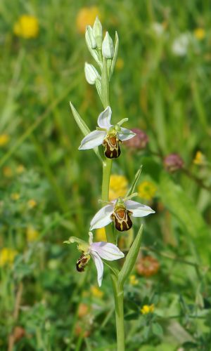 var. aurita Reg. VENETO Prov. Vicenza 14-05-2014