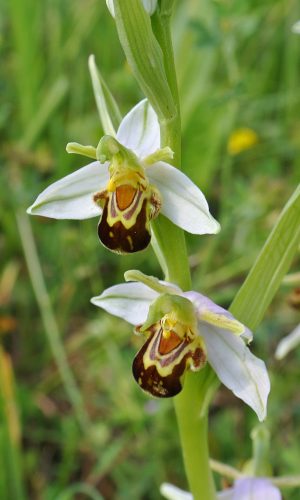 var. aurita Reg. VENETO Prov. Vicenza 14-05-2014