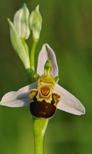 Reg. VENETO Prov. Vicenza 28-05-2017