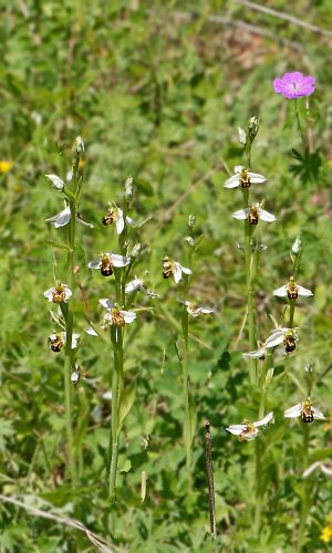 var. aurita Reg. VENETO Prov. Vicenza 18-05-2021