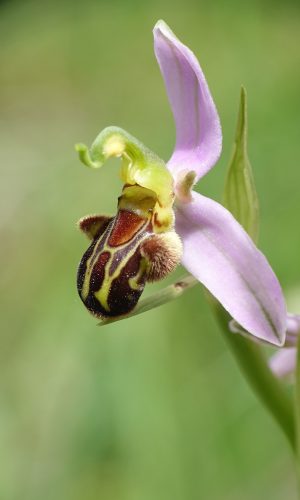 var. aurita Reg. ABRUZZO Prov. L'Aquila 23-06-2021