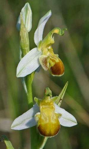 Reg. VENETO Prov. Vicenza 28-05-2017