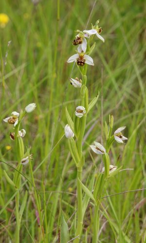 var. aurita Reg. MARCHE Prov. Macerata 03-06-2016