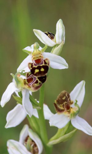 var. aurita Reg. MARCHE Prov. Macerata 03-06-2016