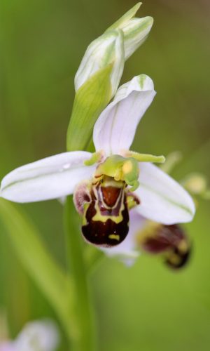 var. aurita Reg. UMBRIA Prov. Perugia 05-06-2016
