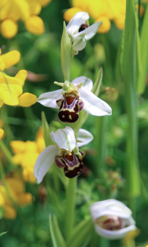 var. aurita Reg. UMBRIA Prov. Perugia 05-06-2016