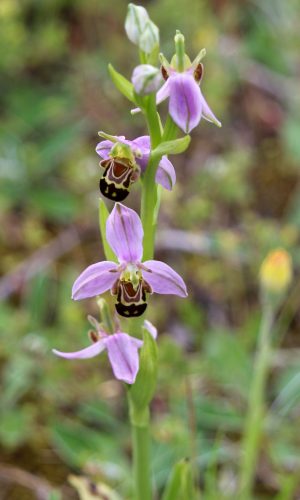 var. aurita Reg. UMBRIA Prov. Perugia 05-06-2016