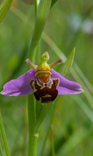 var. aurita Reg. LIGURIA Prov. Savona 24-05-2020