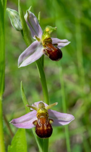 var. aurita Reg. LIGURIA Prov. Savona 24-05-2020