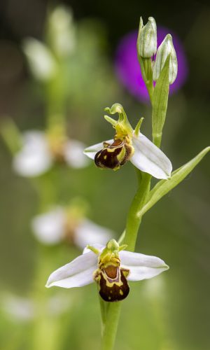 var. aurita Reg. VENETO Prov. Vicenza 18-05-2021