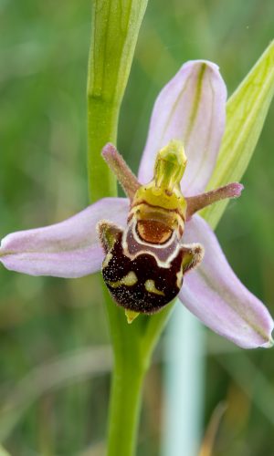 var. aurita Reg. SARDEGNA Prov. Oristano 29-04-2023