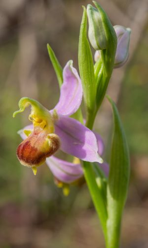 var. bicolor Reg. SARDEGNA Prov. Sud Sardegna 20-04-2018