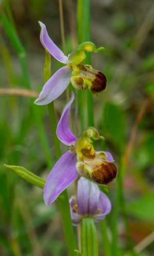 var. bicolor Reg. LIGURIA Prov. Savona 09-06-2019