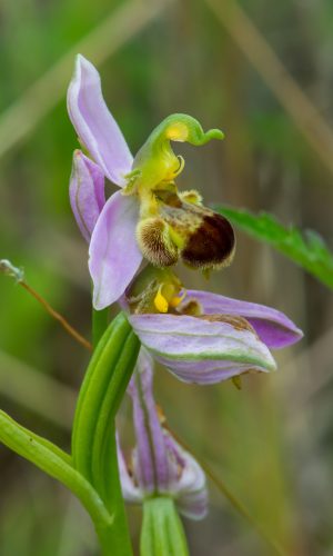 var. bicolor Reg. LIGURIA Prov. Savona 09-06-2019