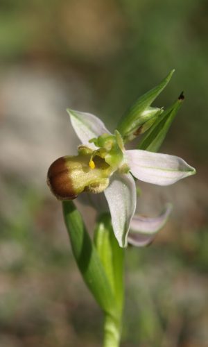 var. bicolor Reg. PUGLIA Prov. Foggia 24-05-2020