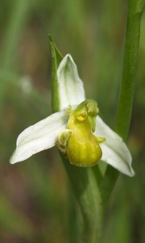 var. chlorantha Reg. PUGLIA Prov. Bari 15-05-2009