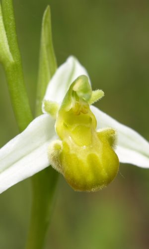 var. chlorantha Reg. PUGLIA Prov. Bari 15-05-2009