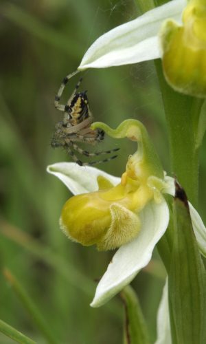 var. chlorantha Reg. PUGLIA Prov. Bari 15-05-2009