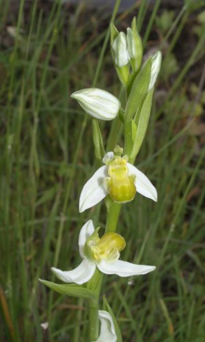 var. chlorantha Reg. PUGLIA Prov. Bari 15-05-2009