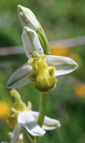 var. chlorantha Reg. TOSCANA Prov. Siena 22-05-2016