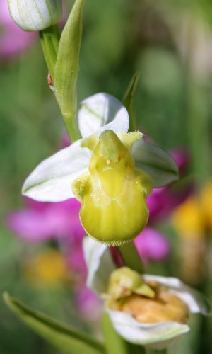 var. chlorantha Reg. TOSCANA Prov. Siena 22-05-2016