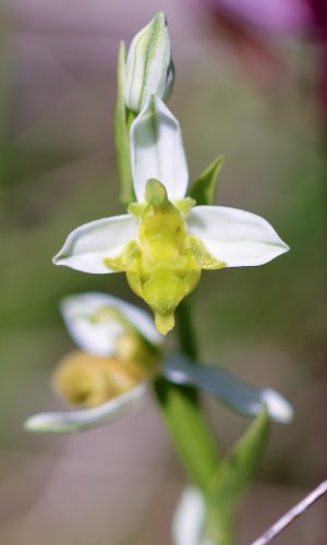 var. chlorantha Reg. TOSCANA Prov. Siena 22-05-2016