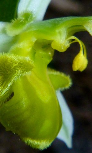 var. chlorantha Reg. SARDEGNA Prov. Sud Sardegna 18-04-2017