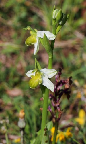 var. chlorantha Reg. MARCHE Prov. Pesaro Urbino 28-05-2017