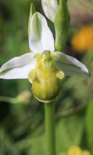 var. chlorantha Reg. MARCHE Prov. Pesaro Urbino 28-05-2017