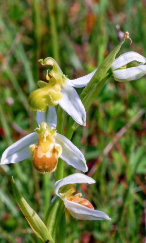 var. chlorantha Reg. MOLISE Prov. Isernia 29-05-2018