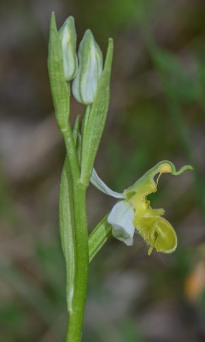 Reg. FRIULI-VENEZIA GIULIA Prov. Pordenone 21-05-2023