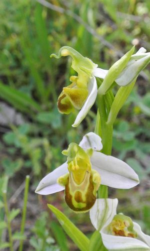 var. flavescens Reg. ABRUZZO Prov. Chieti 04-06-2017